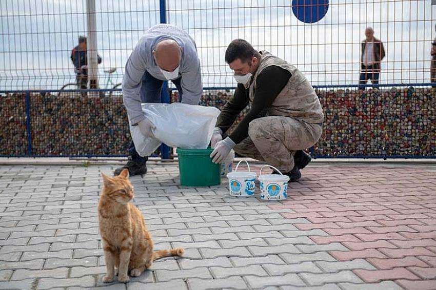 Büyükşehir, koronavirüs’e karşı aldığı önlemlerde sokak hayvanlarını da unutmuyor