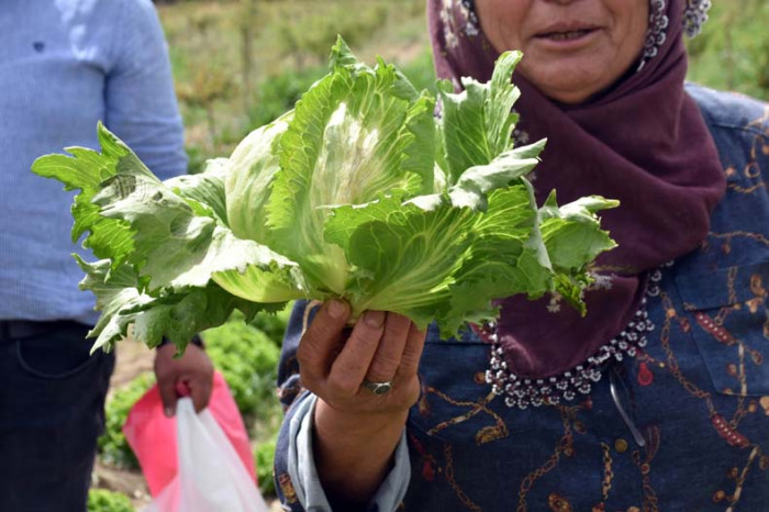 Tarsus Belediyesi Destek Verdi, Üreticiye Verilen Marulların Hasat Zamanı Geldi 
