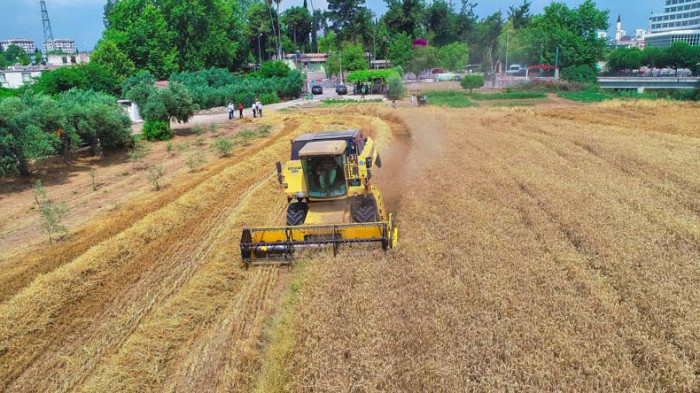 Belediye Arazilerine Ekilen Buğdayların Hasadı Yapıldı
